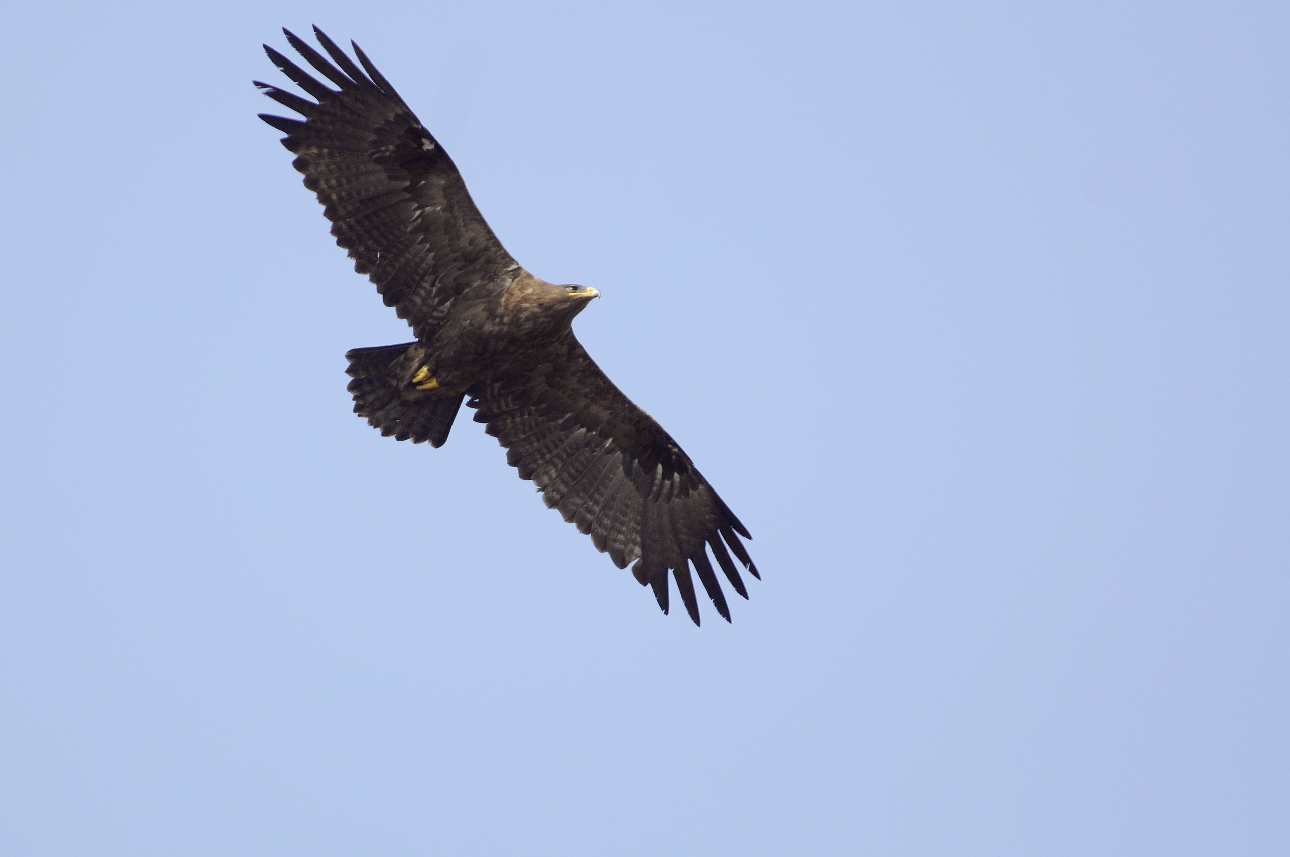 Steppe eagle